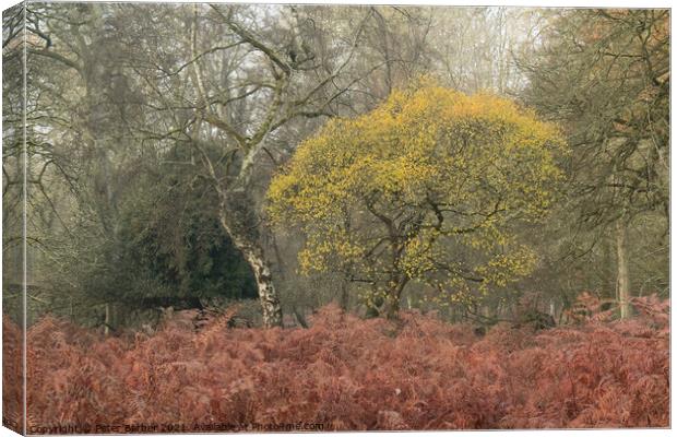 The Bolderwood pair Canvas Print by Peter Barber