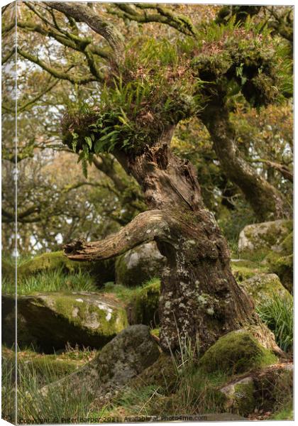 Interesting tree in Wistmanns Wood Dartmoor Canvas Print by Peter Barber