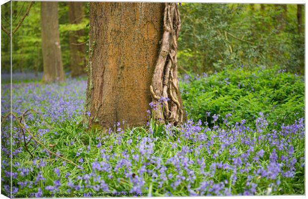 Lone tree in Bluebells Canvas Print by Peter Barber