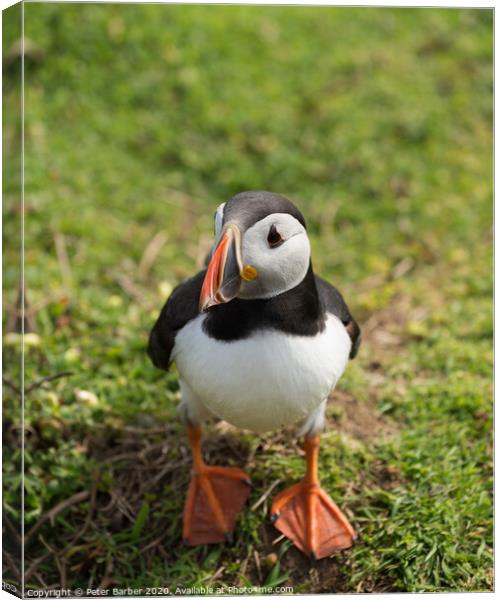 The curious Puffin Canvas Print by Peter Barber