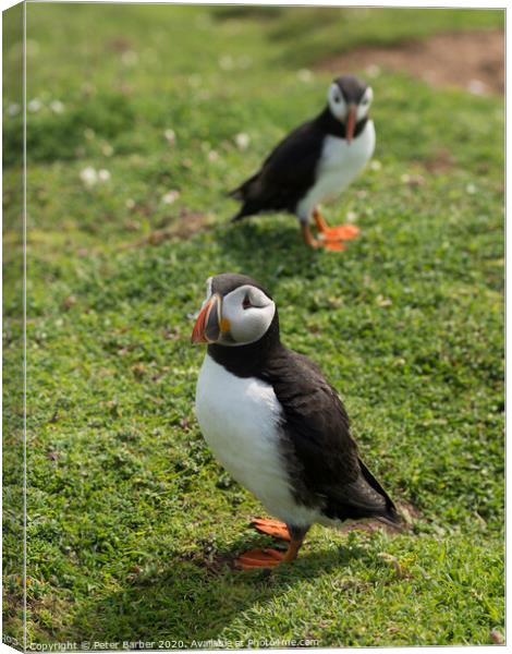 The curious Puffins Canvas Print by Peter Barber