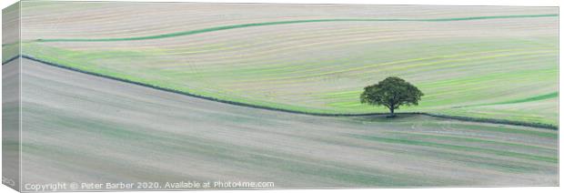 Lone tree on South Downs Canvas Print by Peter Barber
