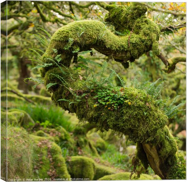 Oak tree S-curve Canvas Print by Peter Barber