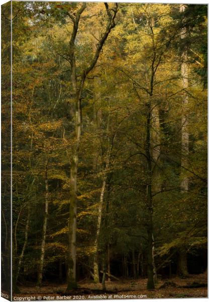 The glowing tree Canvas Print by Peter Barber