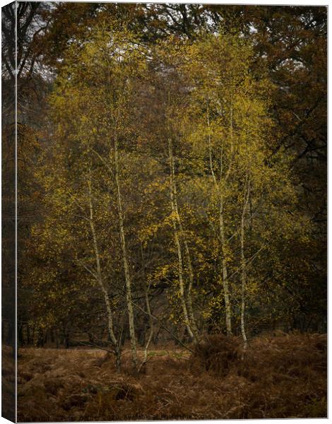 Golden Silver Birch Canvas Print by Peter Barber
