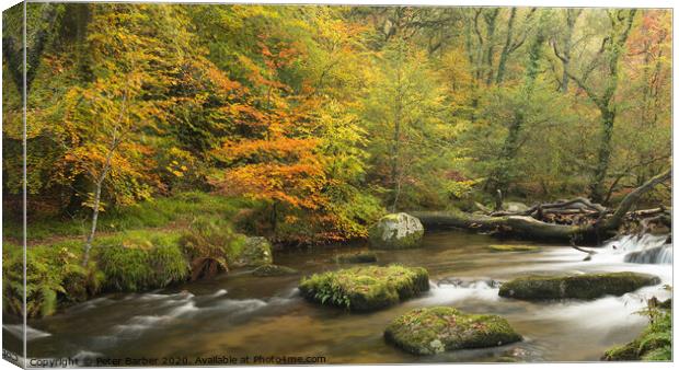Autumn colours in Dewerstone woods Canvas Print by Peter Barber