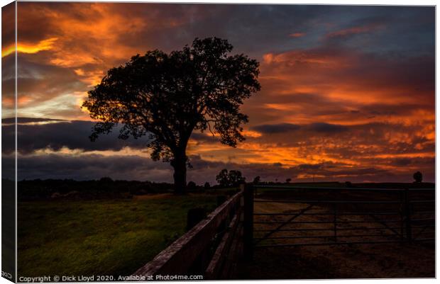 My Favourite Tree Canvas Print by Dick Lloyd