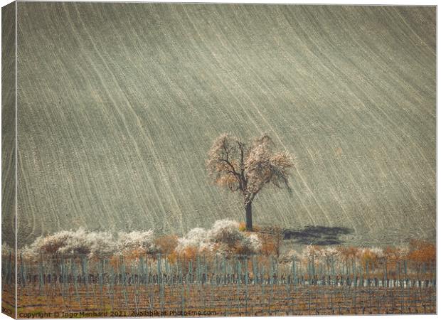 Lonely tree between vineyard and the field Canvas Print by Ingo Menhard
