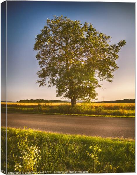 The lonely tree at the street Canvas Print by Ingo Menhard