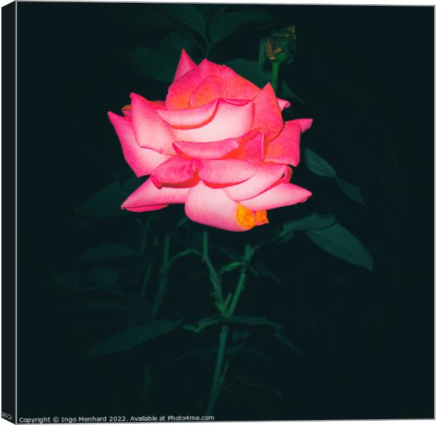 Night rose Canvas Print by Ingo Menhard