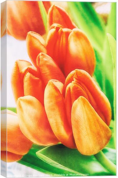 Orange tulips just before growth rising Canvas Print by Ingo Menhard
