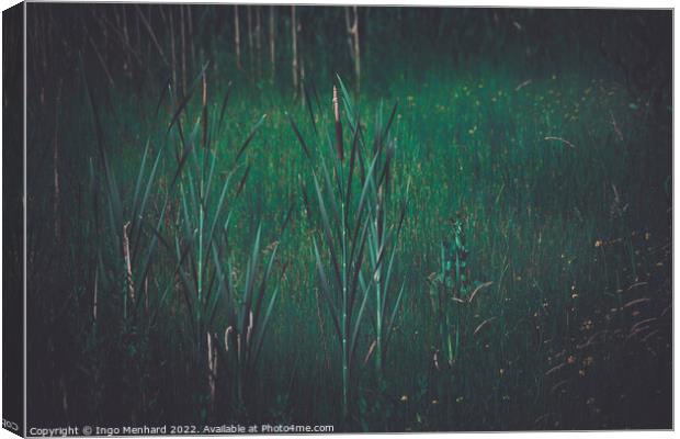 In the reed Canvas Print by Ingo Menhard