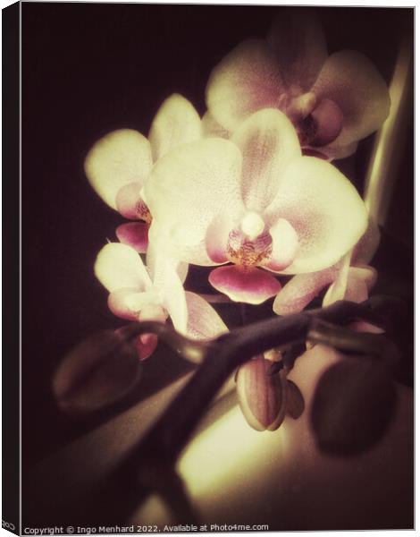 Orchid dreams Canvas Print by Ingo Menhard