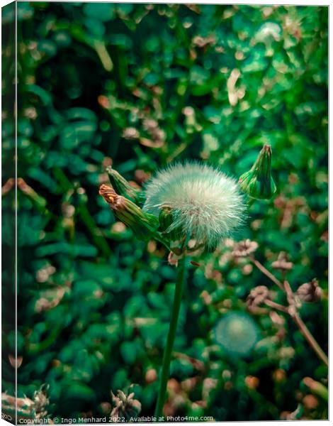 Beautiful blowball flower in summer  Canvas Print by Ingo Menhard