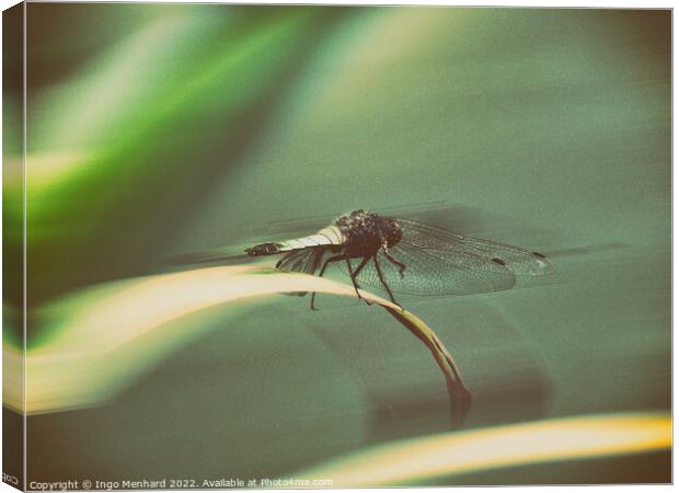 Dragonfly Canvas Print by Ingo Menhard