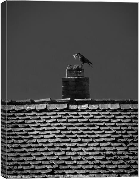 The hungry crow Canvas Print by Ingo Menhard