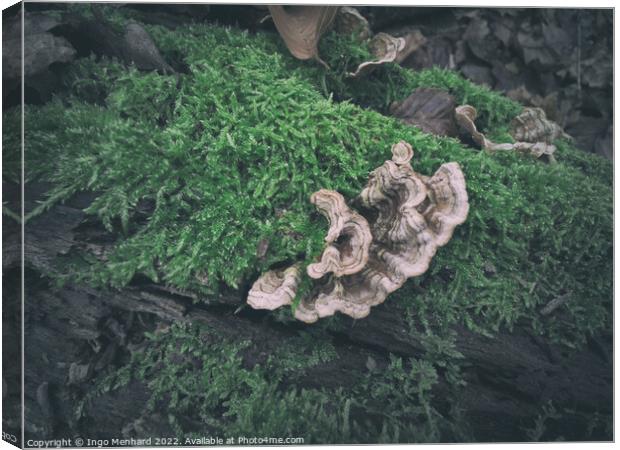 Wild fungus on a mossy tree trunk with autumn leaves in the background Canvas Print by Ingo Menhard