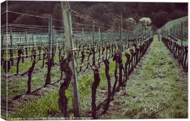 Beautiful shot of the vineyard Canvas Print by Ingo Menhard