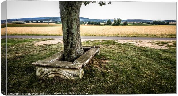 Closeup shot of a trunk of an old tree next to a narrow street and golden wheat field Canvas Print by Ingo Menhard