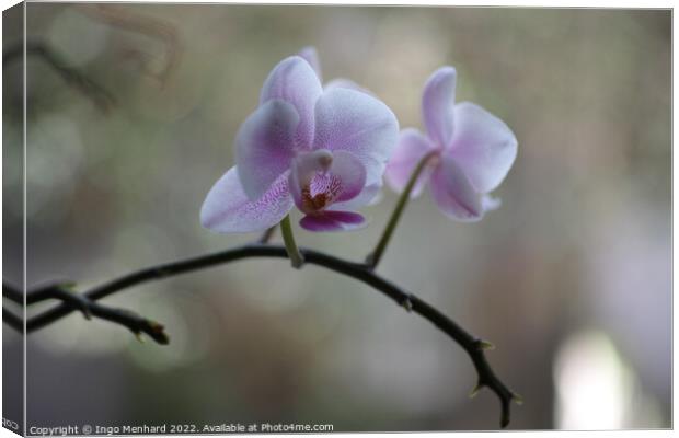 Shallow focus of delicate orchid flowers - perfect for wallpapers Canvas Print by Ingo Menhard