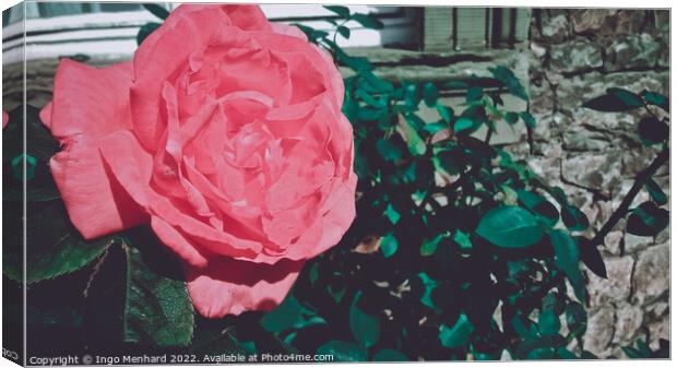 Beautiful shot of pink rose in the garden Canvas Print by Ingo Menhard