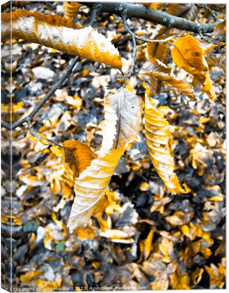 Vertical shot of a chopped tree branch on the ground with dry autumn foliage Canvas Print by Ingo Menhard