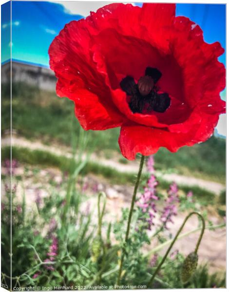 Closeup of a red poppy Canvas Print by Ingo Menhard