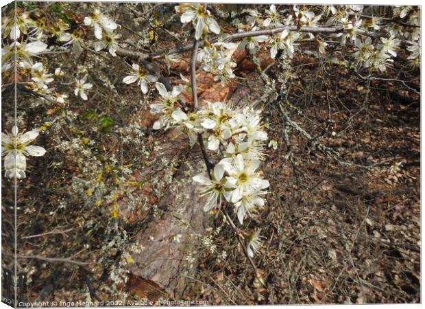 Selective focus shot of white flowers on branches in the garden Canvas Print by Ingo Menhard
