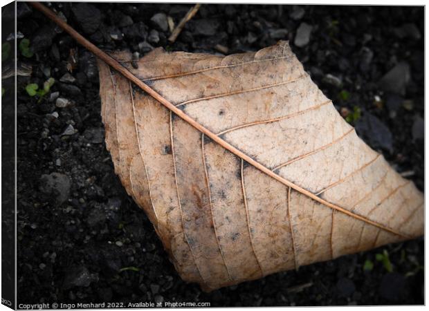 Brown leaf in autumn Canvas Print by Ingo Menhard