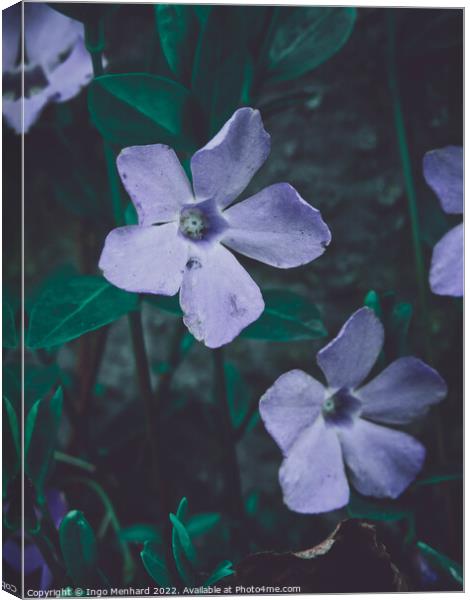 Selective focus shot of beautiful periwinkle flowers in a garden Canvas Print by Ingo Menhard