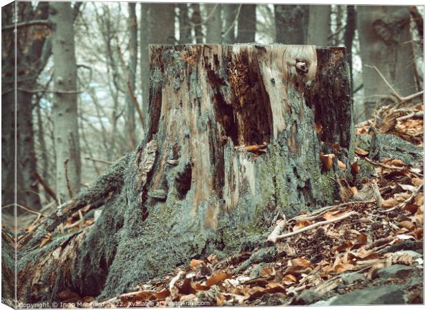Tree stump in the woods surrounded by fallen brown leaves Canvas Print by Ingo Menhard