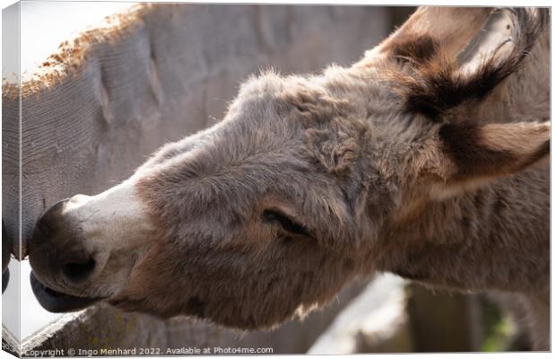Selective focus shot of a domestic donkey behind a wooden fence Canvas Print by Ingo Menhard