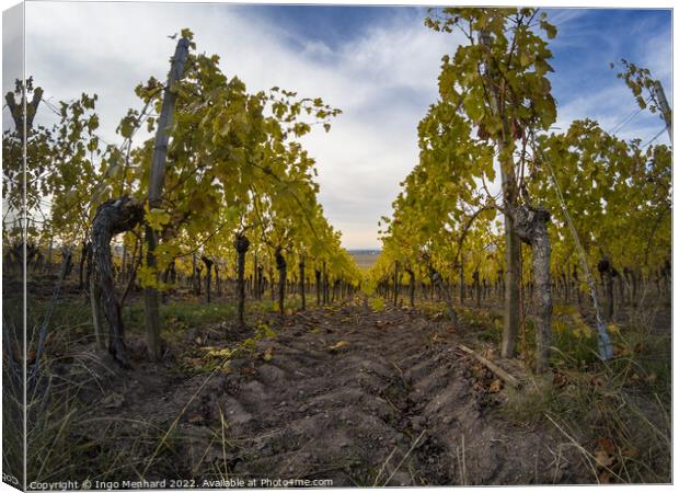 A beautiful view of vineyard rows Canvas Print by Ingo Menhard