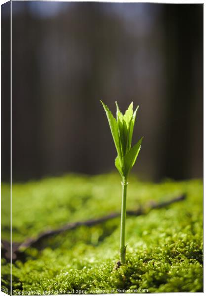 Vertical selective focus shot of a green sprout of a plant Canvas Print by Ingo Menhard