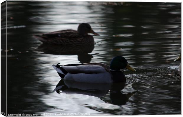 Mallard ducks in a lake Canvas Print by Ingo Menhard