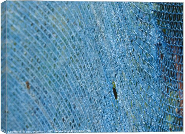 A closeup shot of blue net for winemaking at the vineyards Canvas Print by Ingo Menhard