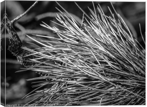 Dry grass closeup details in black and white Canvas Print by Ingo Menhard