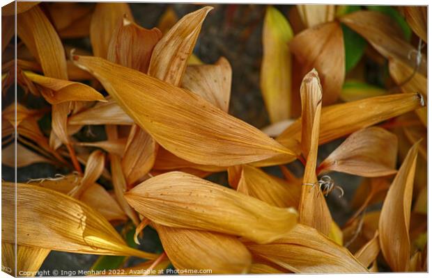 Selective focus shot of dried flower petals in the garden Canvas Print by Ingo Menhard