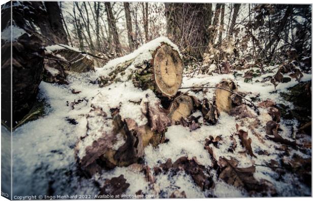 Cut trunks of a tree in a snow-covered forest Canvas Print by Ingo Menhard