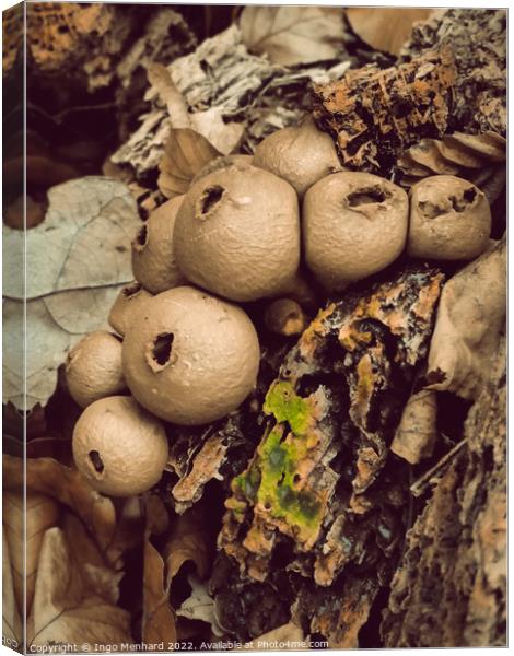 Vertical shot of wild mushrooms and dry leaves in a forest Canvas Print by Ingo Menhard