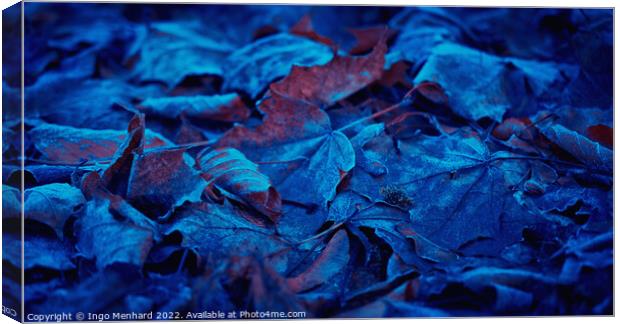 Frozen and blue foliage Canvas Print by Ingo Menhard
