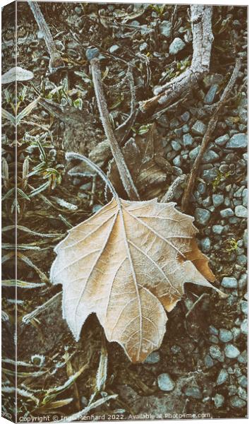 Vertical closeup shot of a frozen maple leaf on the ground Canvas Print by Ingo Menhard