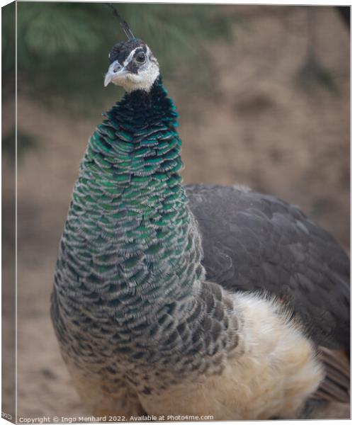 Closeup shot of an exotic peacock with colorful feathers on its neck Canvas Print by Ingo Menhard