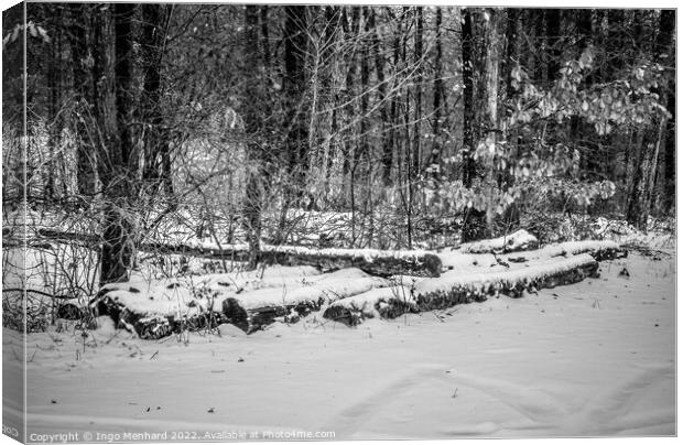 Grayscale shot of the big sawed trees on the snowy ground in the woods Canvas Print by Ingo Menhard