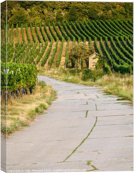 A beautiful view of the rows of vineyards in autumn Canvas Print by Ingo Menhard