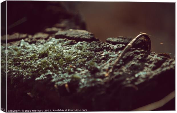 Selective focus shot of moss on stone Canvas Print by Ingo Menhard