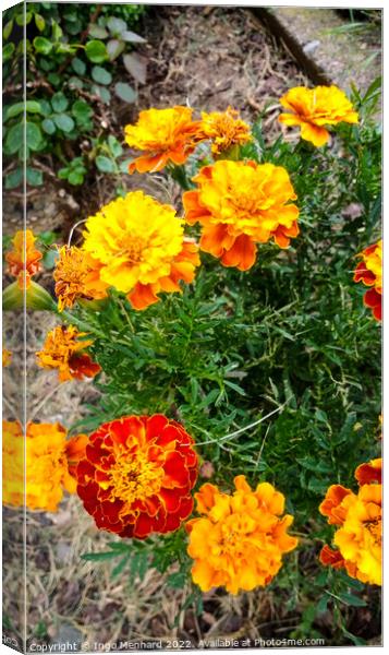 Vertical shot of French Marigolds with green leaves on the background Canvas Print by Ingo Menhard