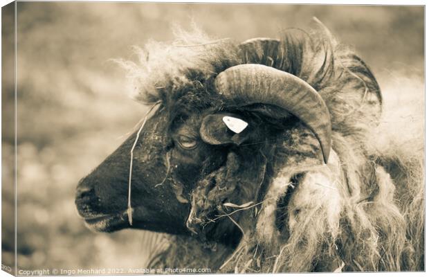 Grayscale shot of a ram with big horns on the farm Canvas Print by Ingo Menhard