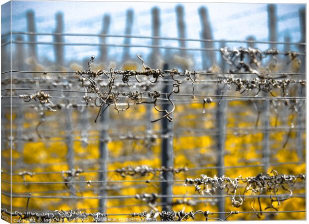 Selective focus shot of barbed wires Canvas Print by Ingo Menhard