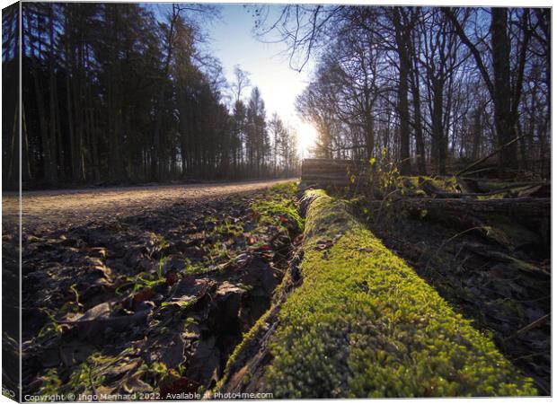 Low angle view to a forest path Canvas Print by Ingo Menhard